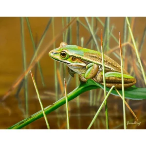 Australian Geographic Puzzles-1000 Piece Jigsaw: Lounging Frog