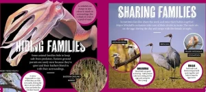 Kids Australian Geographic Science | Animals & Nature-Discover: Animal Families