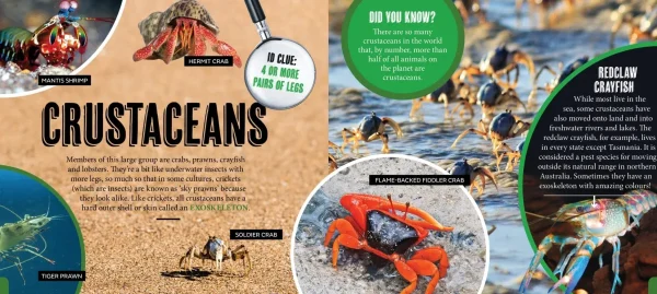 Kids Australian Geographic Animals & Nature | Age 8+-Discover: Minibeasts