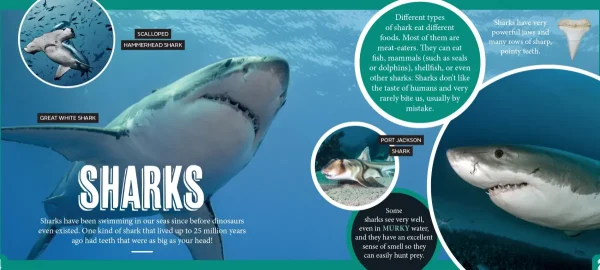 Kids Australian Geographic Science | Animals & Nature-Discover: Sea Life