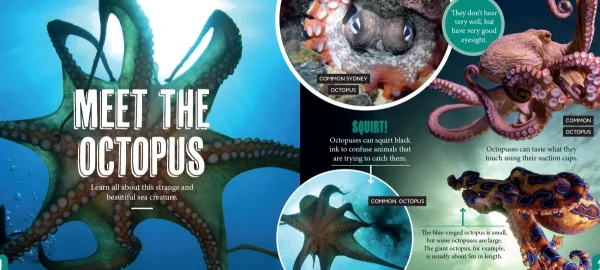 Kids Australian Geographic Science | Animals & Nature-Discover: Sea Life