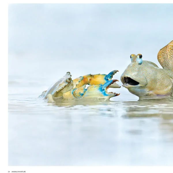 Australian Geographic Photographic & Illustrated-Nature Photographer of the Year Book 2023