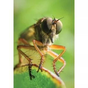 Australian Geographic Photographic & Illustrated-Nature Photographer of the Year Book 2023