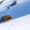 Australian Geographic Photography Prints-Big Hill, Little Legs' by Charles Davis