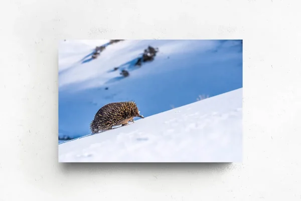 Australian Geographic Photography Prints-Big Hill, Little Legs' by Charles Davis