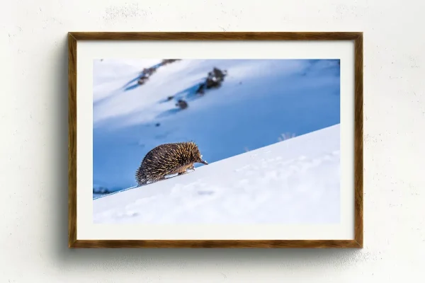 Australian Geographic Photography Prints-Big Hill, Little Legs' by Charles Davis