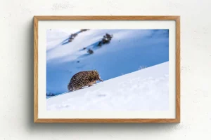 Australian Geographic Photography Prints-Big Hill, Little Legs' by Charles Davis