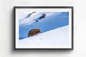 Australian Geographic Photography Prints-Big Hill, Little Legs' by Charles Davis