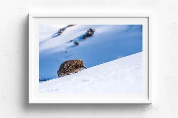 Australian Geographic Photography Prints-Big Hill, Little Legs' by Charles Davis