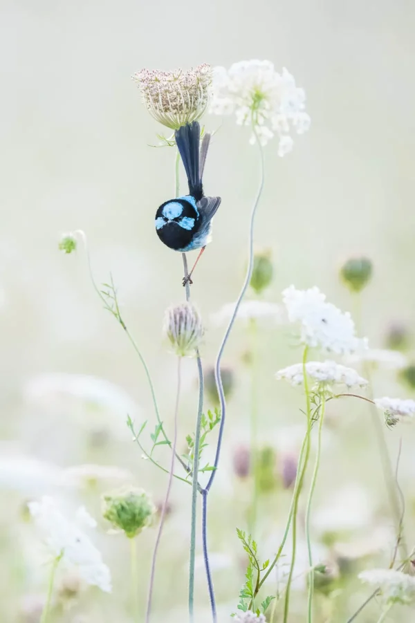 Australian Geographic Photography Prints-Blue Flower' by Charles Davis