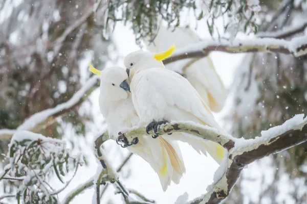 Australian Geographic Photography Prints-Comfort' by Charles Davis