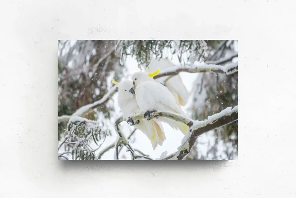 Australian Geographic Photography Prints-Comfort' by Charles Davis