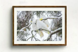 Australian Geographic Photography Prints-Comfort' by Charles Davis