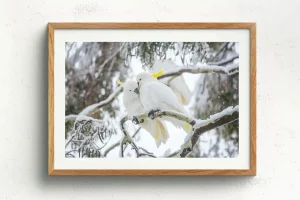 Australian Geographic Photography Prints-Comfort' by Charles Davis