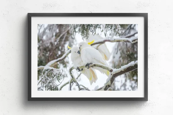 Australian Geographic Photography Prints-Comfort' by Charles Davis