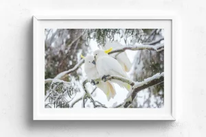 Australian Geographic Photography Prints-Comfort' by Charles Davis