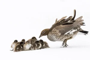 Australian Geographic Photography Prints-Duckling Huddle' by Charles Davis