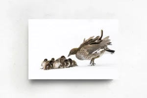 Australian Geographic Photography Prints-Duckling Huddle' by Charles Davis