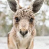 Australian Geographic Photography Prints-Eric' by Charles Davis