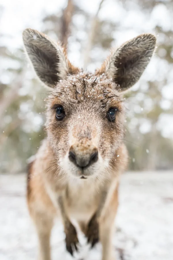 Australian Geographic Photography Prints-Eric' by Charles Davis