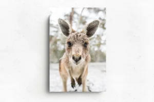 Australian Geographic Photography Prints-Eric' by Charles Davis