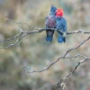 Australian Geographic Photography Prints-Gang Gang Couple' by Charles Davis