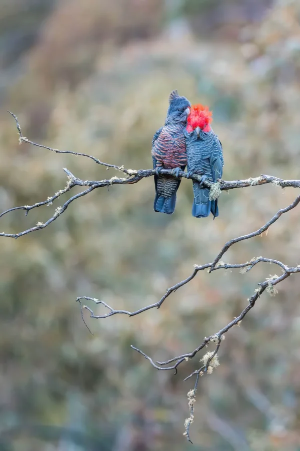 Australian Geographic Photography Prints-Gang Gang Couple' by Charles Davis