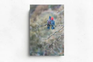 Australian Geographic Photography Prints-Gang Gang Couple' by Charles Davis