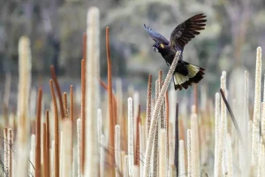 Australian Geographic Photography Prints-Grass Tree Spirit' by Charles Davis