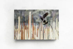 Australian Geographic Photography Prints-Grass Tree Spirit' by Charles Davis