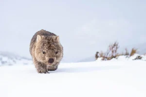 Australian Geographic Photography Prints-Guthega Wombat 2' by Charles Davis