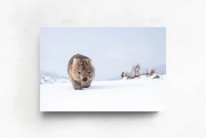 Australian Geographic Photography Prints-Guthega Wombat 2' by Charles Davis