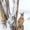 Australian Geographic Photography Prints-Peekaboo' by Charles Davis