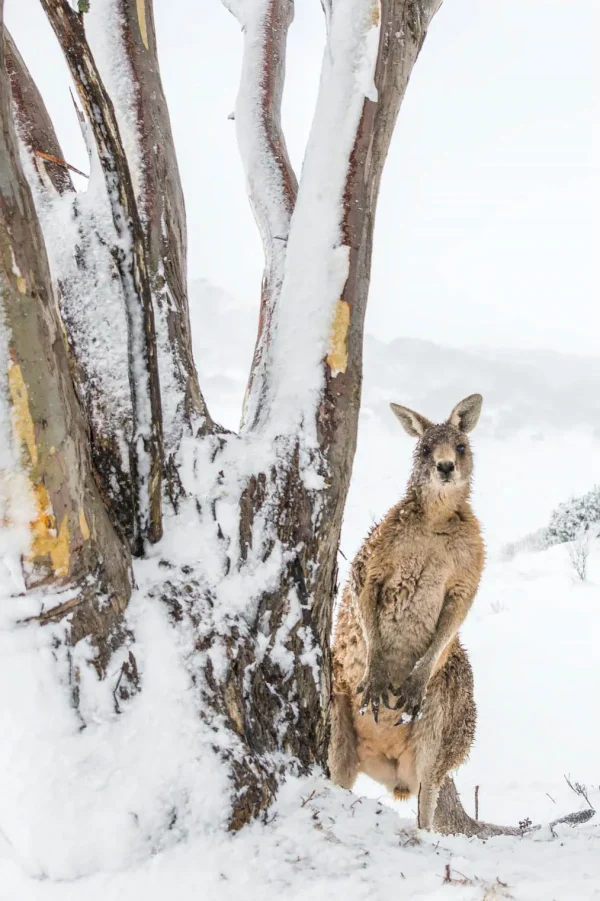 Australian Geographic Photography Prints-Peekaboo' by Charles Davis