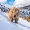 Australian Geographic Photography Prints-Sunny Wombat Smiles' by Charles Davis