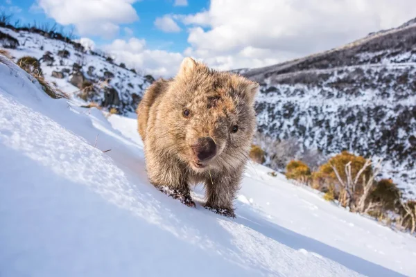 Australian Geographic Photography Prints-Sunny Wombat Smiles' by Charles Davis