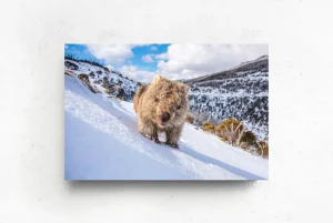 Australian Geographic Photography Prints-Sunny Wombat Smiles' by Charles Davis