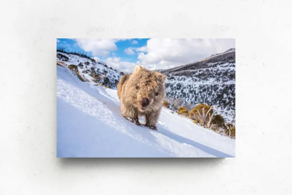 Australian Geographic Photography Prints-Sunny Wombat Smiles' by Charles Davis