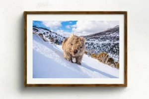 Australian Geographic Photography Prints-Sunny Wombat Smiles' by Charles Davis