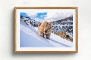 Australian Geographic Photography Prints-Sunny Wombat Smiles' by Charles Davis