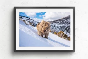 Australian Geographic Photography Prints-Sunny Wombat Smiles' by Charles Davis