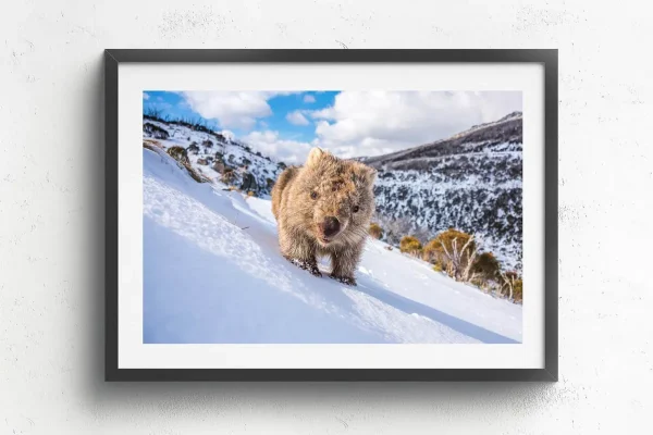 Australian Geographic Photography Prints-Sunny Wombat Smiles' by Charles Davis