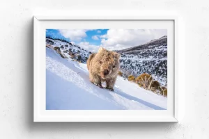 Australian Geographic Photography Prints-Sunny Wombat Smiles' by Charles Davis