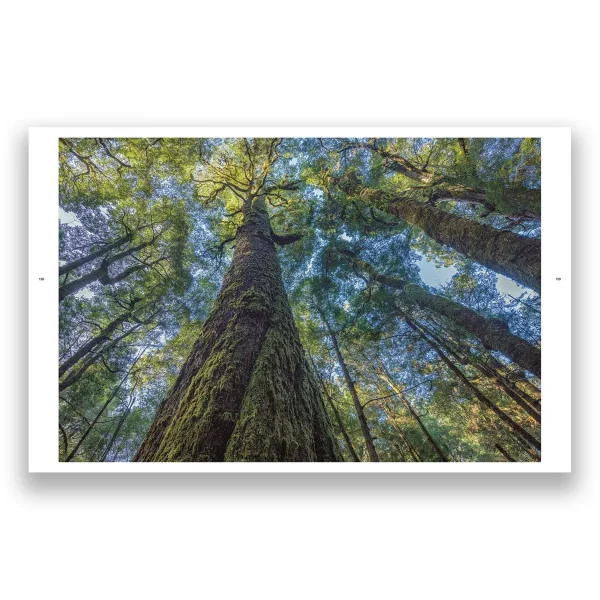 Australian Geographic Photographic & Illustrated-takayna | TARKINE - One of the last wild places on Earth