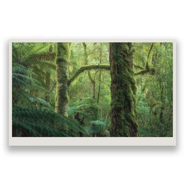 Australian Geographic Photographic & Illustrated-takayna | TARKINE - One of the last wild places on Earth