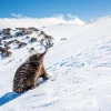 Australian Geographic Photography Prints-The Ascent' by Charles Davis