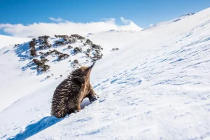 Australian Geographic Photography Prints-The Ascent' by Charles Davis