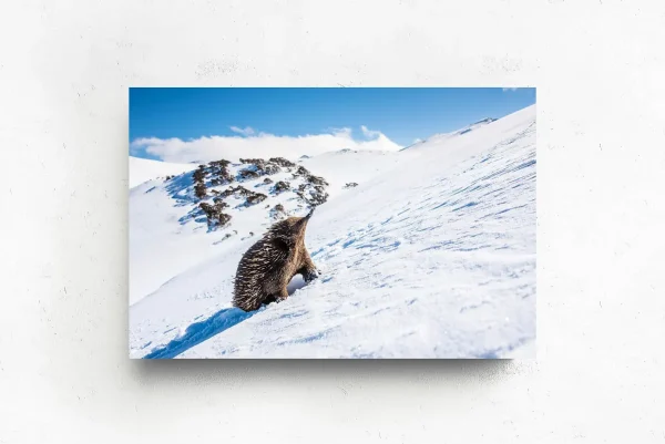 Australian Geographic Photography Prints-The Ascent' by Charles Davis