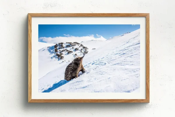 Australian Geographic Photography Prints-The Ascent' by Charles Davis