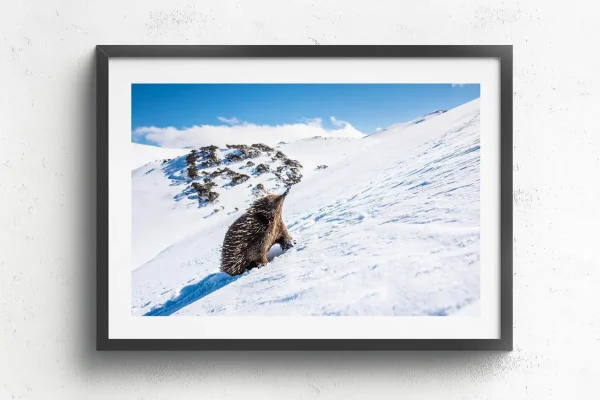 Australian Geographic Photography Prints-The Ascent' by Charles Davis